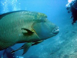 wow! that's one big napoleon wrasse! fiji. by Lisa Lappe 